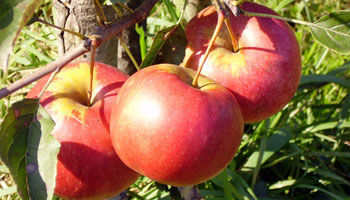 Apple Festival